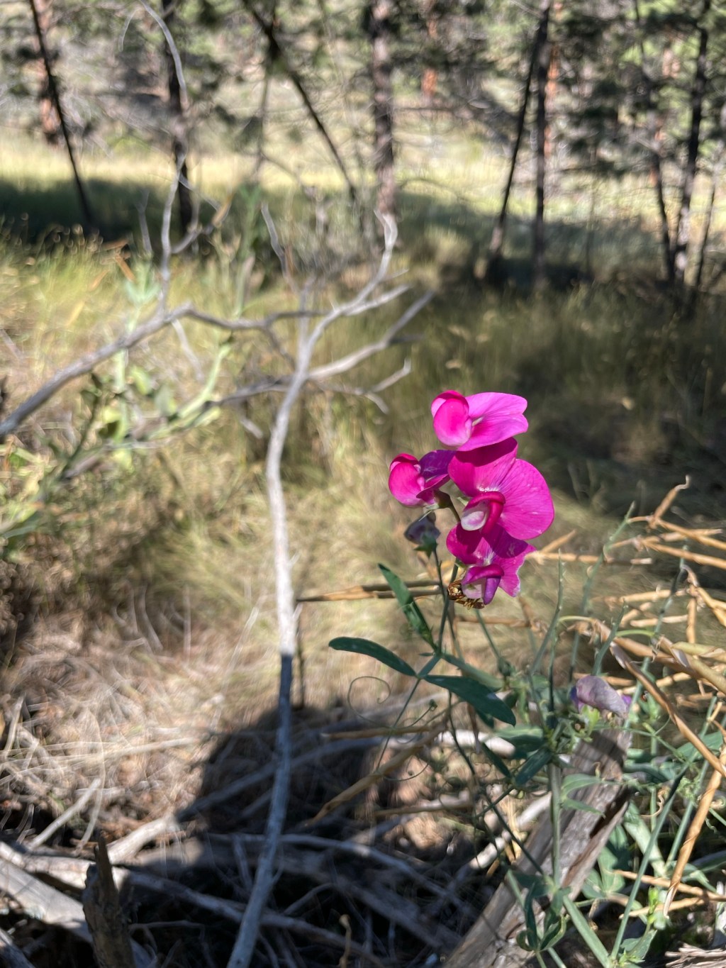 I couldn’t remember the date&nbsp;today