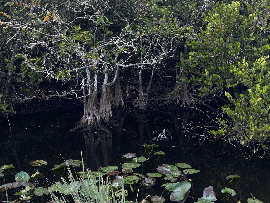 No Swimming or wading:&nbsp;Alligators