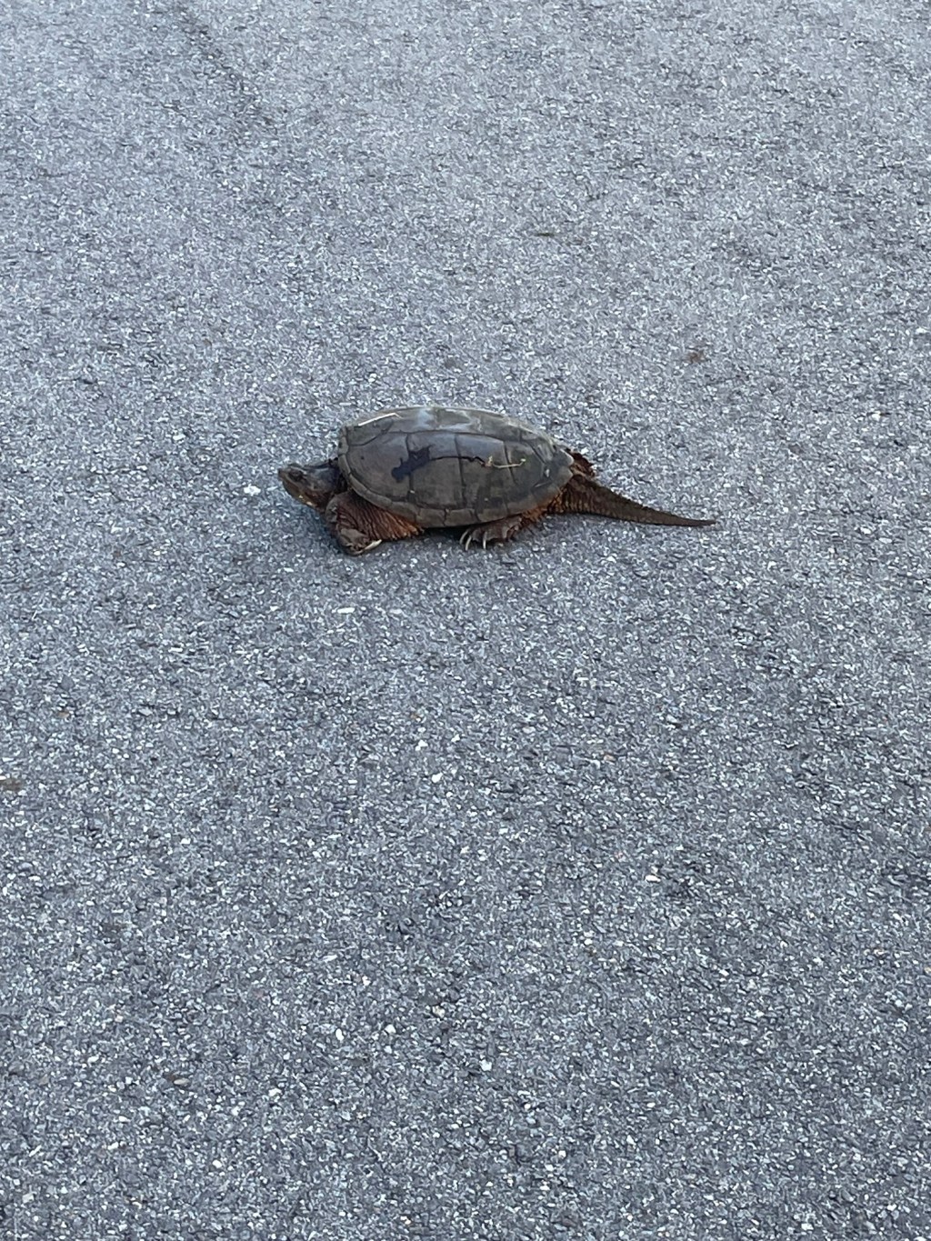 Turtles are dinosaurs